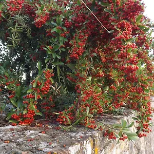 Affittacamere Solomia, Panzano in Chianti